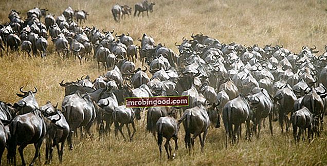 Herd Mentality - Running Herd